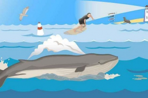 Кога и защо денят на световните океани се празнува? Кога и защо денят на световните океани се празнува?